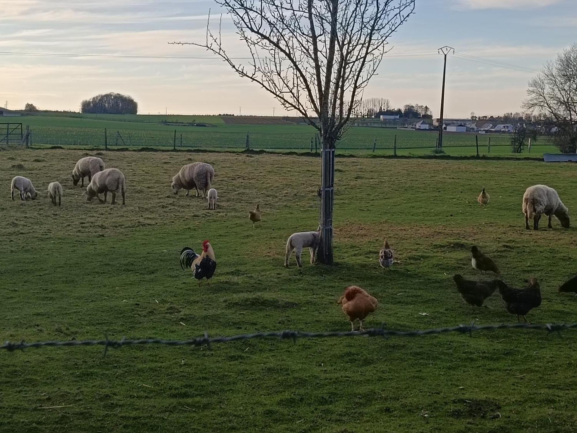 Gite Des 3 Marcassins Preaux Exteriér fotografie